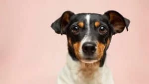 Dog liability insurance / Canine Liability Insurance