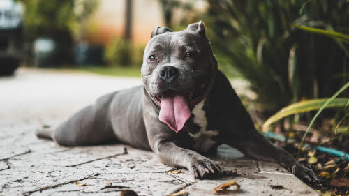 Pitbull with his tongue out - Insurance for pitbulls