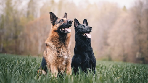 German shepherds sitting in the grass.  Insurance for German Shepherds