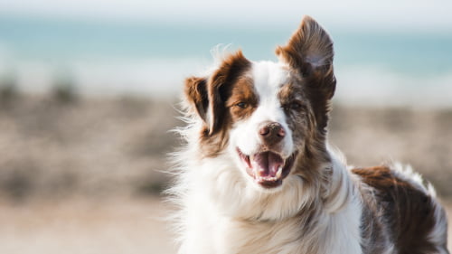 Australian shepherds - Canine liability insurance and k9 insurance