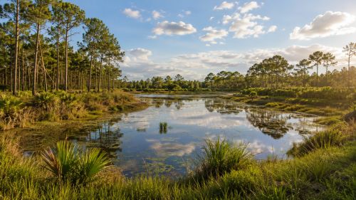 Reclaimed phosphate mining land with slash pines and a pond, part of the landscape around Mulberry, FL.